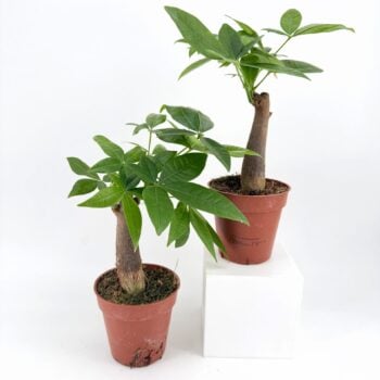 Two healthy Pachira Aquatica Lucky Money Tree houseplants displayed in small nursery pots against a clean white background. Each plant features a thick woody trunk and lush green, hand-shaped leaves, creating a decorative and symbolic indoor plant ideal for homes and offices.