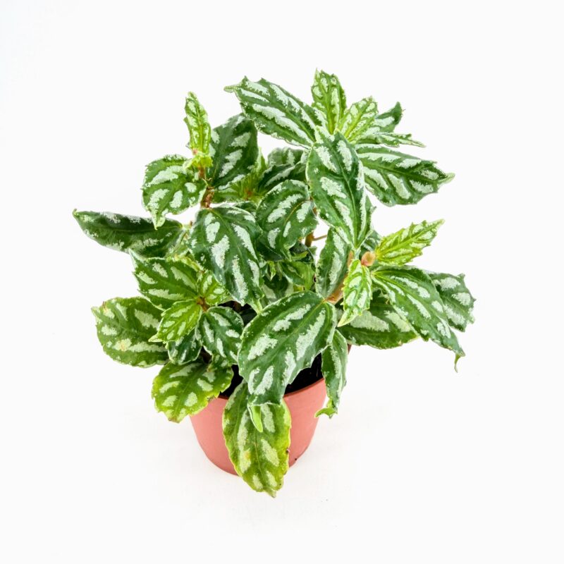 Pilea Cadierei Aluminium Watermelon Plant Pilea cadierei Aluminium Watermelon Plant in nursery pot with silver striped green leaves on white background