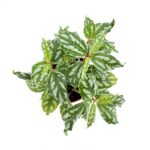 Pilea Cadierei Aluminium Watermelon Plant