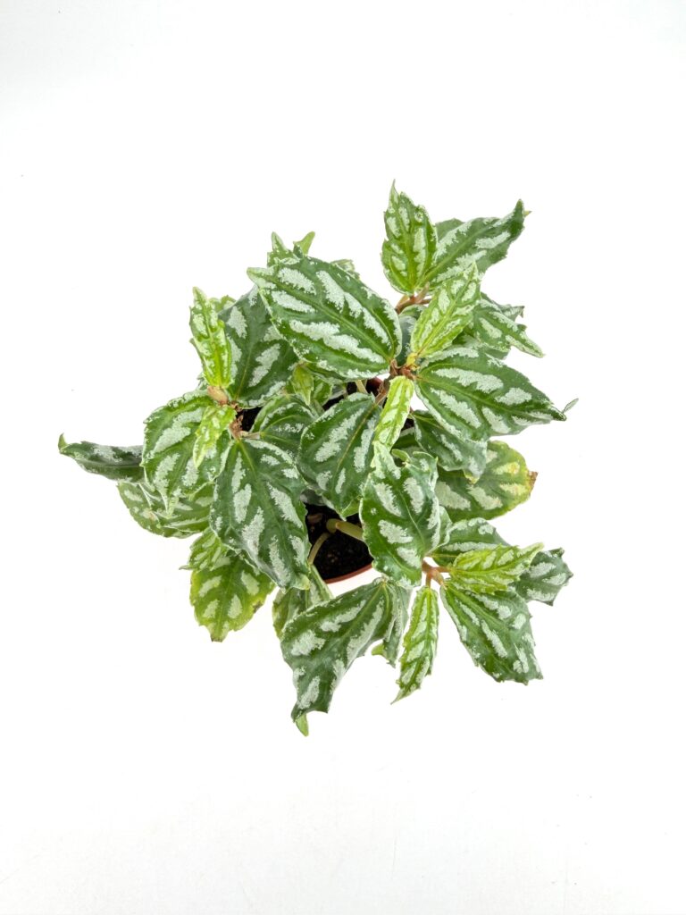 Top view of Pilea cadierei Aluminium Watermelon Plant showing compact growth and silver patterned leaves