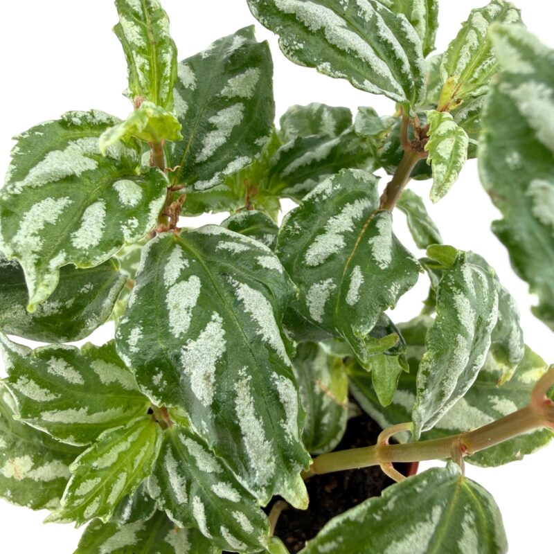 Pilea Cadierei Aluminium Watermelon Plant Close up of Pilea cadierei leaves with brushed silver markings, Aluminium Watermelon Plant detail shot