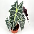 Indoor plant with glossy, dark green leaves and striking yellow-green veins.