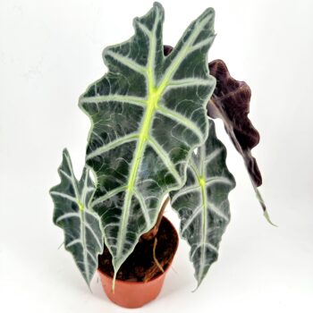 Indoor plant with glossy, dark green leaves and striking yellow-green veins.