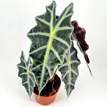 Indoor plant with glossy, dark green leaves and striking yellow-green veins.
