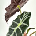 Burgundy and green Alocasia leaves in a terracotta pot, showcasing vibrant colours and textures.