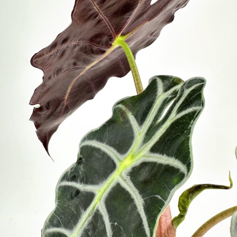 Striking Burgundy and Green Alocasia Leaf Display Burgundy and green Alocasia leaves in a terracotta pot, showcasing vibrant colours and textures.