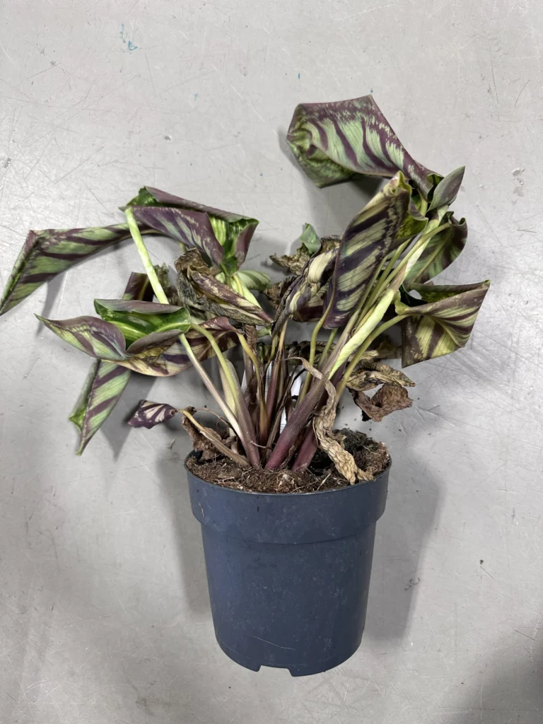 Distressed Calathea plant with wilting leaves, browning edges, in black plastic pot indoors.