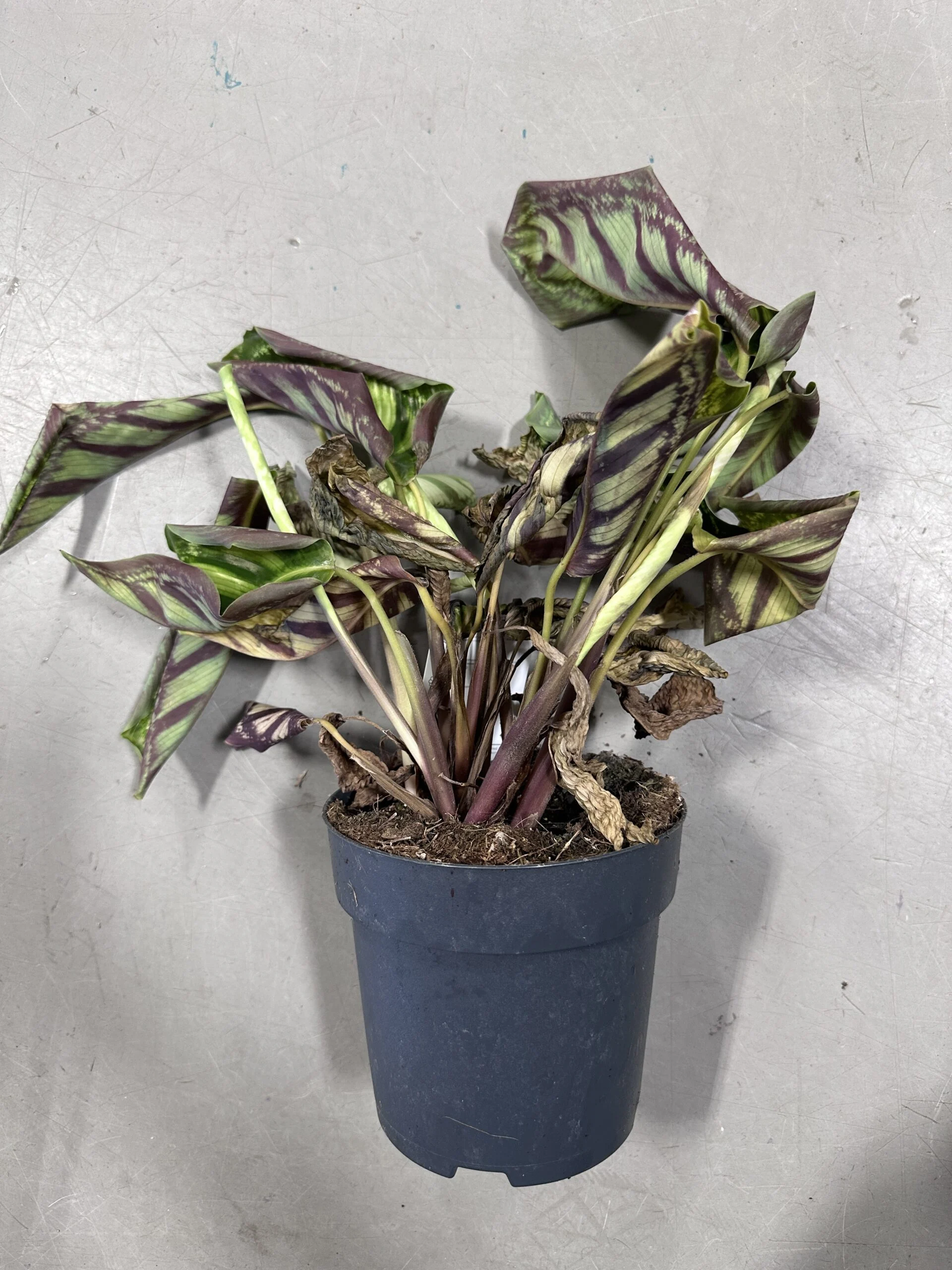 Distressed Calathea plant with wilting leaves, browning edges, in black plastic pot indoors.