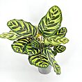 Calathea plant with vibrant green and yellow striped leaves, ideal for indoor decor.