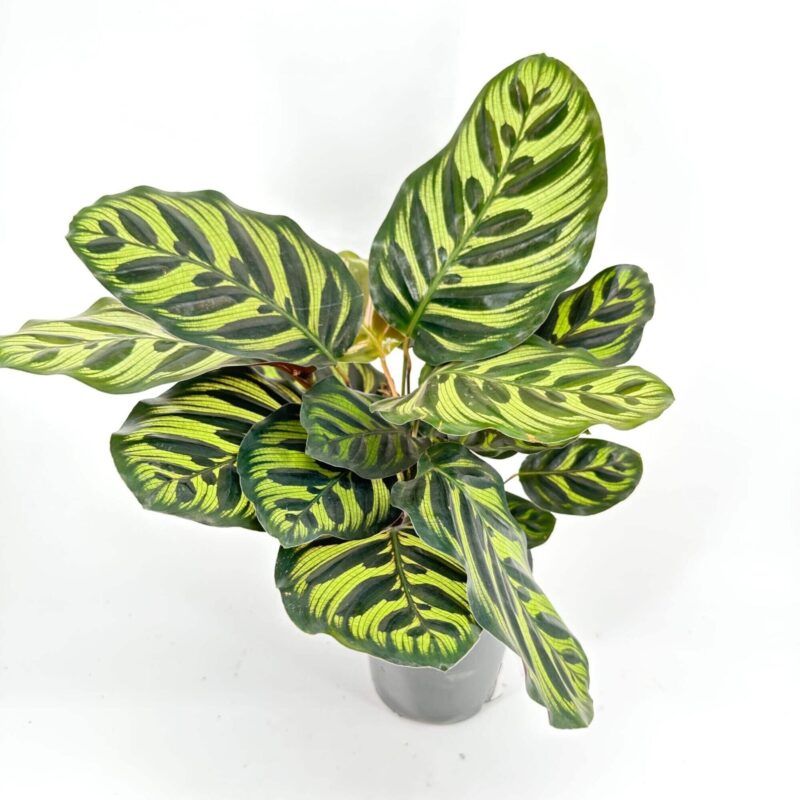 Calathea Plant with Vibrant Green Stripes Calathea plant with vibrant green and yellow striped leaves, ideal for indoor decor.