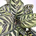 Calathea plant with vibrant green leaves and bold stripe patterns for tropical home decor.