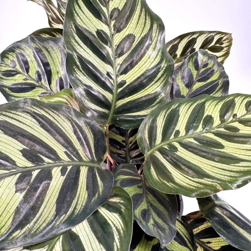 Tropical Calathea Leaves with Striking Patterns Calathea plant with vibrant green leaves and bold stripe patterns for tropical home decor.