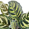 Vibrant Calathea leaves with intricate green patterns on white background.