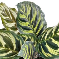Vibrant Calathea leaves with intricate green patterns on white background.