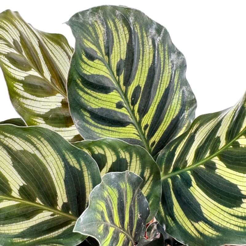 Lush Calathea Leaves: Vibrant Greens on White Vibrant Calathea leaves with intricate green patterns on white background.