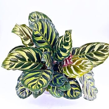 Lush Calathea houseplant with green, yellow striped leaves against a white background.