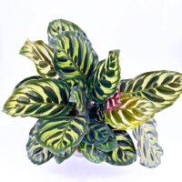 Lush Calathea houseplant with green, yellow striped leaves against a white background.