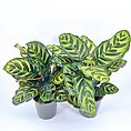 Vibrant Calathea plants against a white background in grey pots, showcasing intricate leaf patterns.