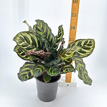 Vibrant green houseplant in grey pot with ruler measuring height, against white background.