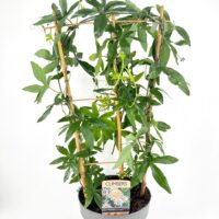 Potted climbing plant on trellis with lush green leaves for vertical gardening.