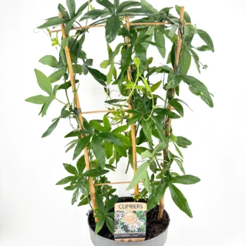Potted climbing plant on trellis with lush green leaves for vertical gardening.