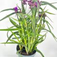 Potted plant with lush green leaves and striking purple flowers on white background.