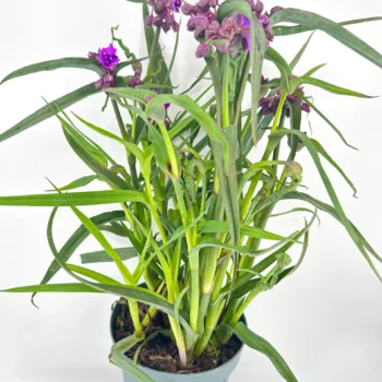 Potted plant with lush green leaves and striking purple flowers on white background.
