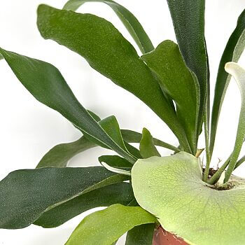 Lush epiphytic fern in terracotta pot with vibrant green leaves.