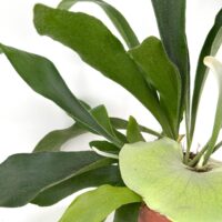 Lush epiphytic fern in terracotta pot with vibrant green leaves.