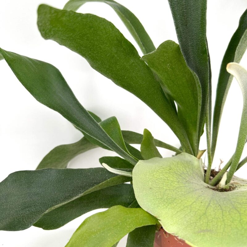 Lush Epiphytic Fern in Terracotta Pot Lush epiphytic fern in terracotta pot with vibrant green leaves.