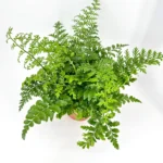 Asplenium Parvati Mother Fern