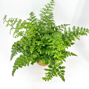 Lush green fern in terracotta pot, showcasing vibrant foliage and intricate texture.