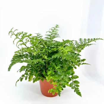 Potted fern with vibrant green fronds in a terracotta pot against white background.