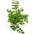 Top view of vibrant green fern plant on white background.