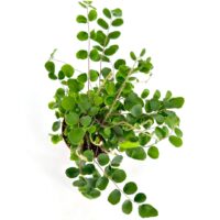 Top view of vibrant green fern plant on white background.