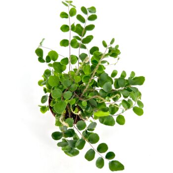Top view of vibrant green fern plant on white background.