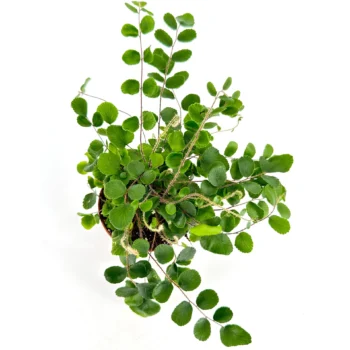 Top view of vibrant green fern plant on white background.