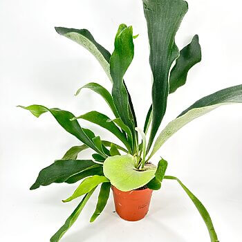 Staghorn fern in terracotta pot with vibrant green leaves against white background.