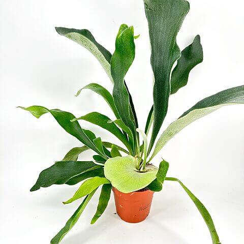 Staghorn fern in terracotta pot with vibrant green leaves against white background.