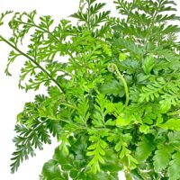 Lush green foliage against white background, showcasing diverse leaf shapes and textures.