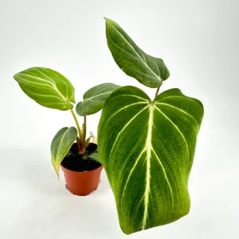 Vibrant potted houseplant with lush green leaves on a white background.