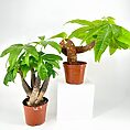 Vibrant green potted plants in brown pots on a white pedestal background.
