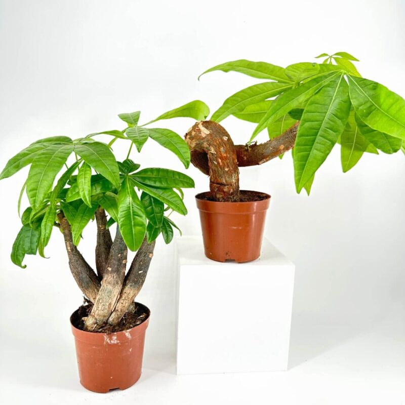 Lush Green Houseplants on Elegant Display Vibrant green potted plants in brown pots on a white pedestal background.