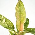 Vibrant plant with varied green leaves, intricate patterns, and striking textures against a white background.