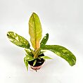 Vibrant potted plant with unique leaves on a white background, showcasing natural beauty.