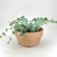 Potted succulent with lush green foliage in a terracotta pot.