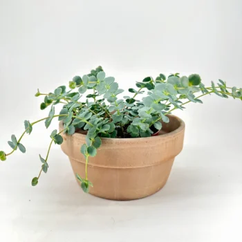 Potted succulent with lush green foliage in a terracotta pot.