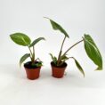 Two terracotta potted plants with green, veined leaves on a white background.