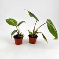 Two terracotta potted plants with green, veined leaves on a white background.