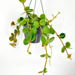 Peperomia Hope Tetraphylla